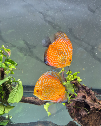 Discus