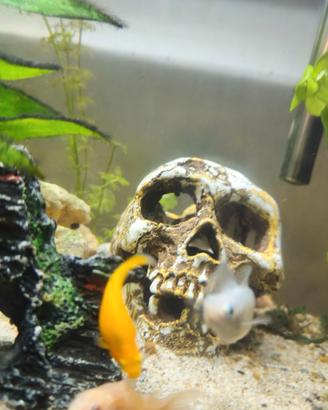 Molly e Guppy