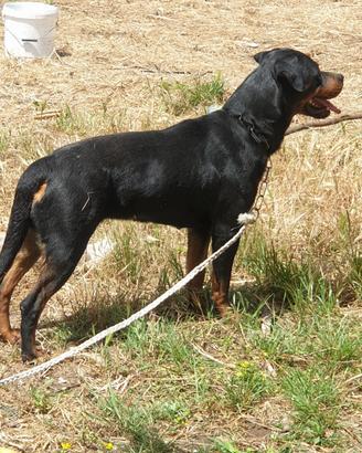 rottwailer 