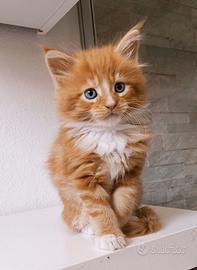 Maine Coon red tabby