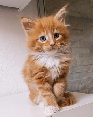 Maine Coon red tabby
