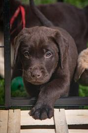 Cuccioli di Labrador