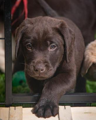 Cuccioli di Labrador