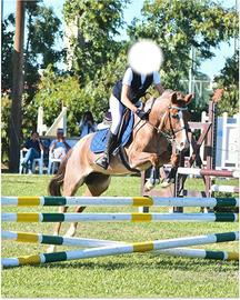 Pony 130 cm salto ostacoli e lavoro in piano