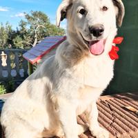 Una famiglia per daisy