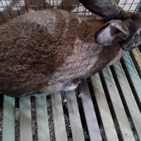 Coniglio gigante maschio