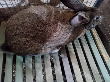 Coniglio gigante maschio