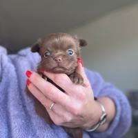 Cucciolo maschio chihuahua