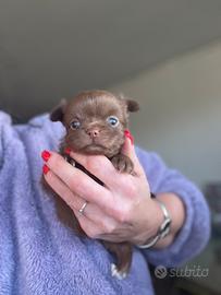 Cucciolo maschio chihuahua