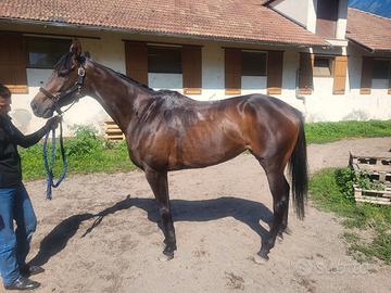 Cavalla psi 3 anni a Merano