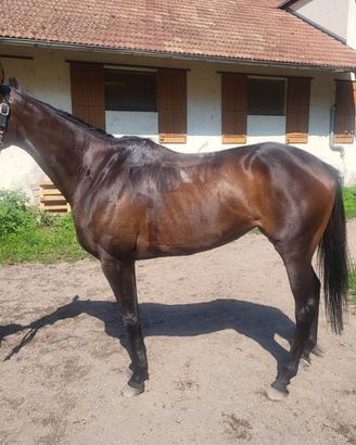 Cavalla psi 3 anni a Merano