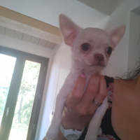 Chihuahua con pedigree