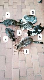 Cuccioli gatto di 7 mesi e tre gatte di 2 anni