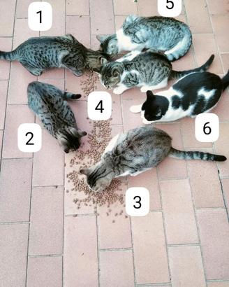 Cuccioli gatto di 7 mesi e tre gatte di 2 anni
