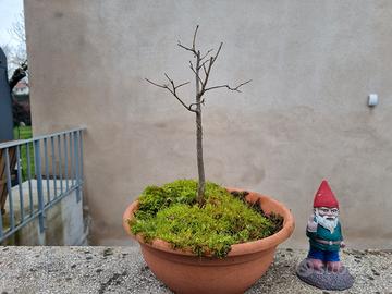 Bonsai di Bagolaro