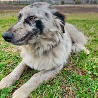 Cane meticcio