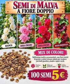 100 SEMI DI MALVA A FIORE DOPPIO, COLORI MISTI