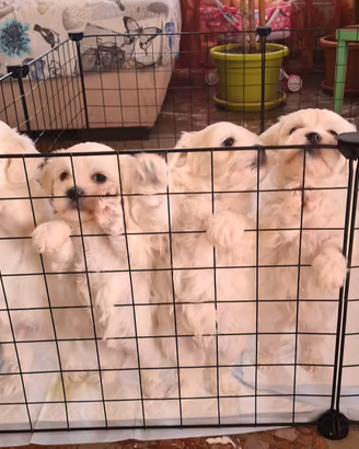 Maltese cuccioli
