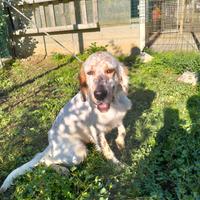 Setter inglese beccacciaio con prova