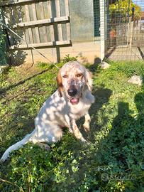 Setter inglese beccacciaio con prova