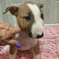 Bull terrier miniature cuccioli