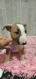 Bull terrier miniature cuccioli