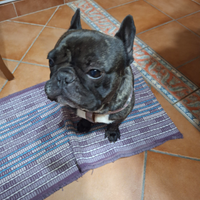 Bulldog francese