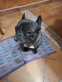 Bulldog francese