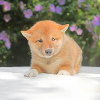 Cucciola femmina di Shiba Inu rossa