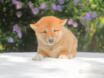 Cucciola femmina di Shiba Inu rossa