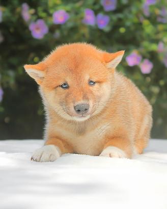Cucciola femmina di Shiba Inu rossa