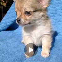 Cucciolo di chihuahua pelo lungo