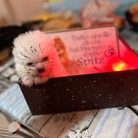 Spritz pomerania mini toy