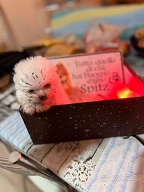 Spritz pomerania mini toy