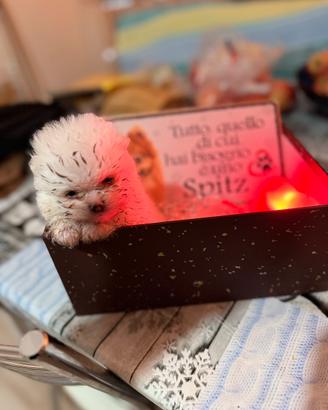 Spritz pomerania mini toy