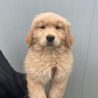 Golden Retriever Americani 100% con Pedigree