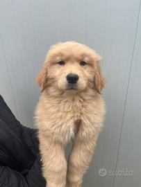 Golden Retriever Americani 100% con Pedigree