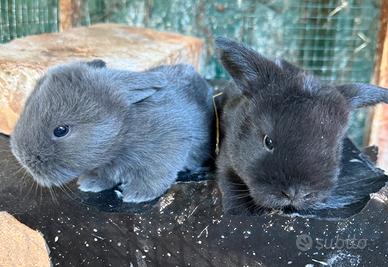 Cucciolo ariete nano