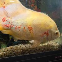 Pesci oscar astronotus