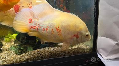 Pesci oscar astronotus