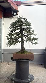 Abete rosso bonsai