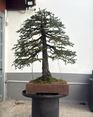 Abete rosso bonsai