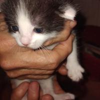 Dolcissimi gattini da adottare