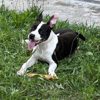 Pitbull di due anni