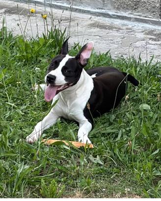 Pitbull di due anni