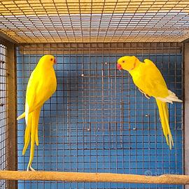 Parrocchetto dal collare