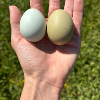 Araucana , Oliver Egger