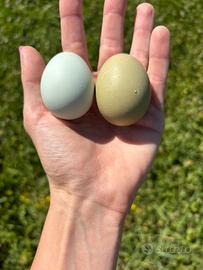 Araucana , Oliver Egger