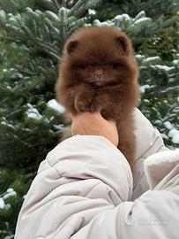 Spitz nano / Pomerania