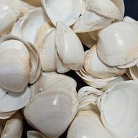 Conchiglie bianchi bricolage 